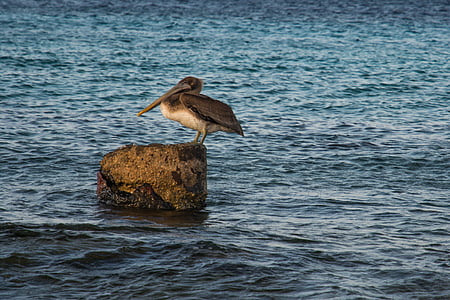 brown and white pelican on brown stone thumbnail