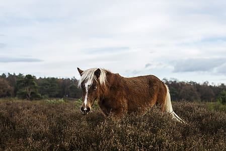 photo of brown horse on brown grass field thumbnail