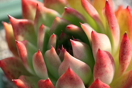 red and green succulents macro photo thumbnail