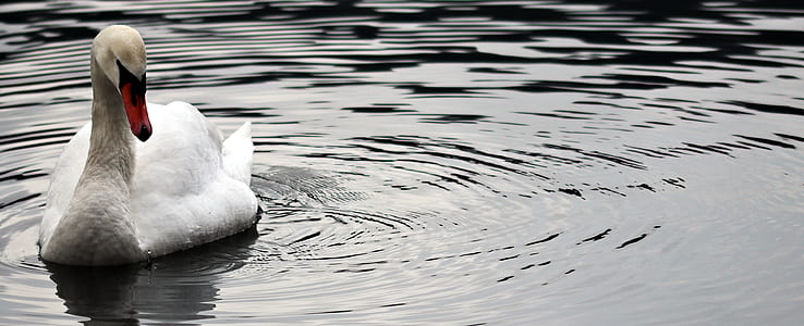 photo of white swan on body of water thumbnail