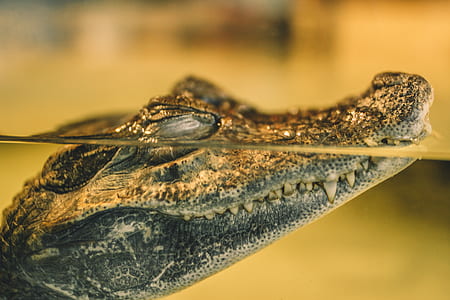 photo of crocodile on water thumbnail