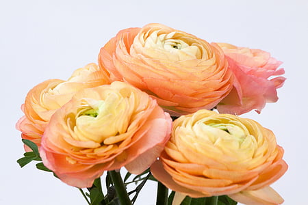 orange ranunculus flowers in bloom close up photo thumbnail
