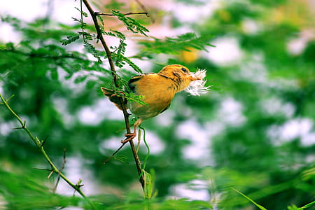 Yellow Bird Perched on Tree thumbnail