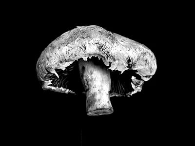 grayscale photo of mushroom thumbnail