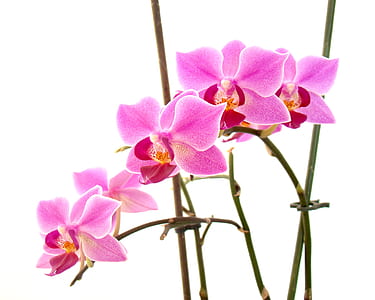 five pink petaled flower closeup photo thumbnail