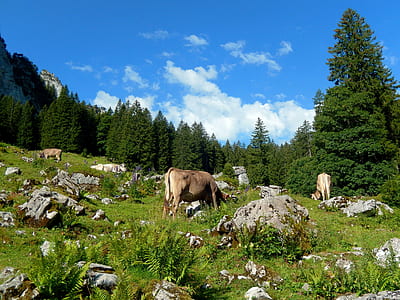 three brown cows standing on green mountain during daytime thumbnail