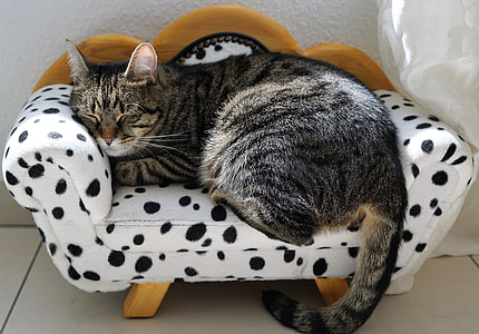 brown Tabby cat laying in white and black polka-dot pet bed thumbnail