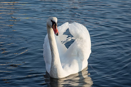 swan swimming on body of water thumbnail
