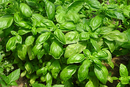 green leafed plant thumbnail