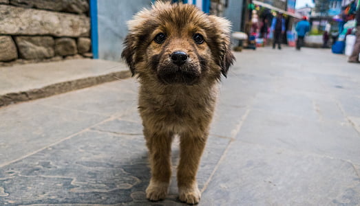 short-coated brown dog on street thumbnail