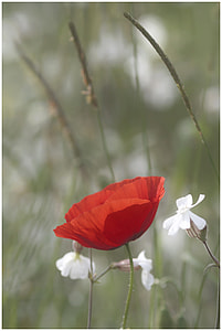 close up shot of red flower and white flowers thumbnail