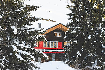brown wooden house between trees thumbnail