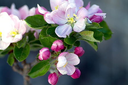macro photography of pink petaled flowers thumbnail