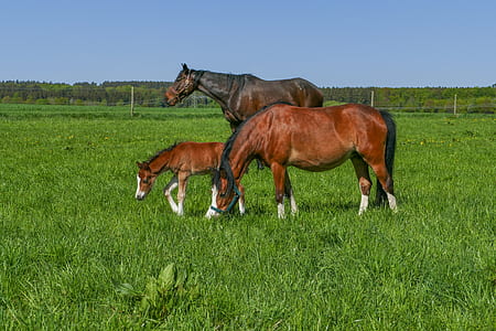 three brown horses standing on field at daytime thumbnail
