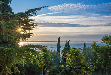 green leafed trees near sea during sunset thumbnail