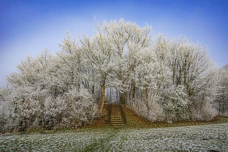 landscape photography of pathway surrounded by trees thumbnail