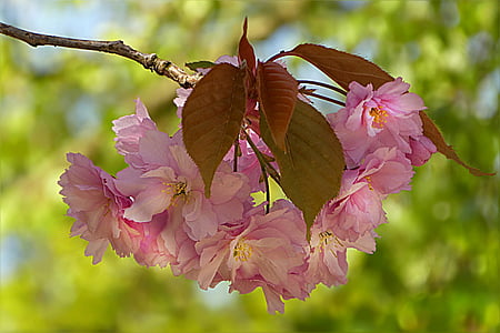 pink petaled flowers thumbnail
