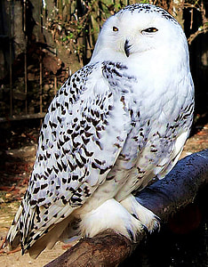 white and black owl perched on tree branch thumbnail