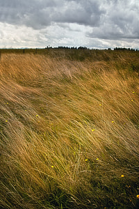 grass field thumbnail