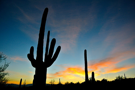 silhouette of cacti on field thumbnail