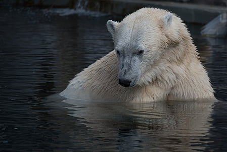 polar bear on water thumbnail