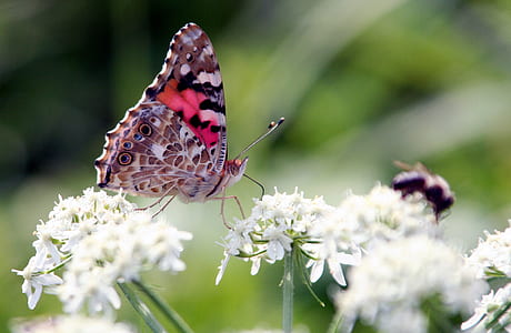 selective focus photography of painted lady butterfly thumbnail