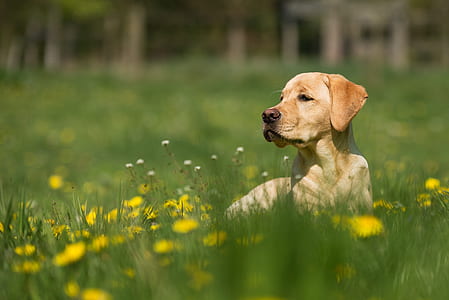 adult yellow Labrador retriever laying down on grass field thumbnail
