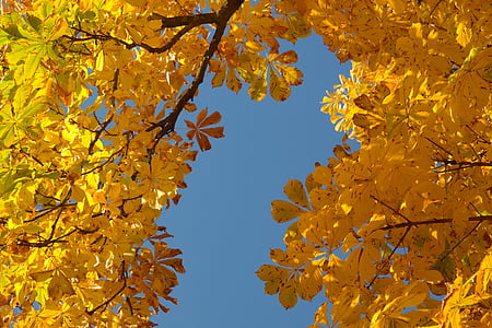 shallow focus photography of maple leafed tree thumbnail