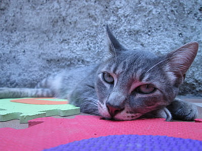 Gray Tabby Cat Lying on Puzzle Mat thumbnail