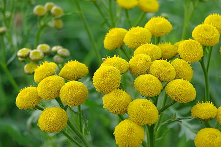 shallow focus photography of yellow petal flowers thumbnail