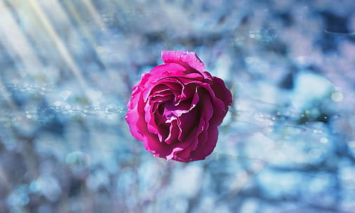 selective photography of pink rose flower thumbnail