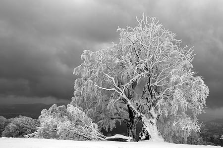 black tree covered by snow during daytime thumbnail