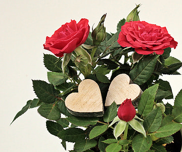 green leafed plant with red flowers thumbnail