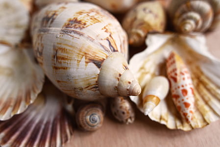 assorted seashells thumbnail