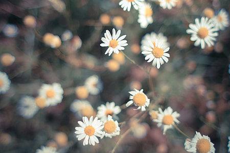 Retro Daisy thumbnail