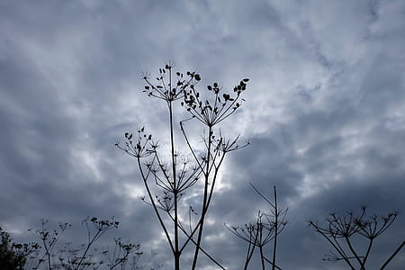 silhouette photo of plant under white clouds thumbnail