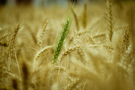 selective focus photography of green wheat in wheat field at daytime thumbnail