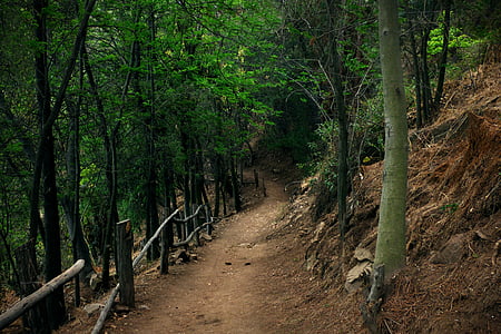 photo of green leaf trees thumbnail