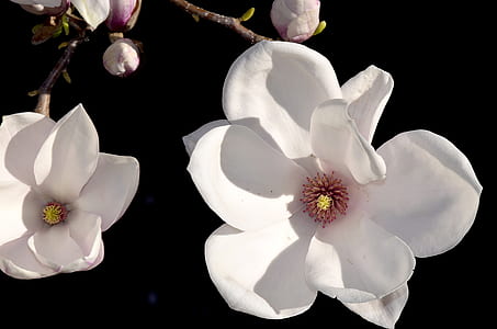 closeup photo of white petaled flowers thumbnail