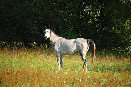 white horse on grass field thumbnail