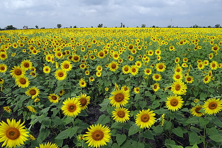 bed of sunflowers thumbnail