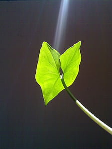 close-up photo of green taro plant at daytime thumbnail
