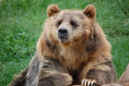 brown bear on green grass field thumbnail