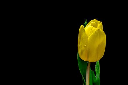 yellow tulip flower in selective focus photography thumbnail