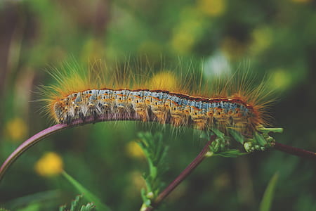shallow focus photography of brown caterpillar on plant thumbnail