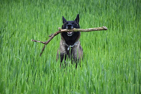 black and brown Belgian malinois biting wood branch on grass field at daytime thumbnail