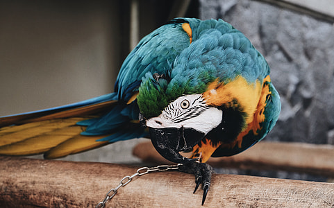 blue, brown and black parrot biting his chain thumbnail