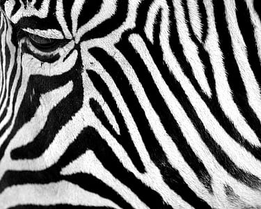 zebra hide in close-up photography thumbnail