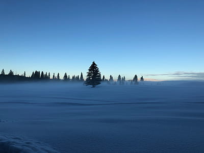 pine tree in the middle of snow covered field during day thumbnail