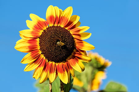yellow sunflower thumbnail